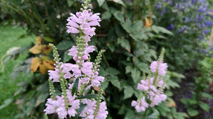  (. Physostegia)