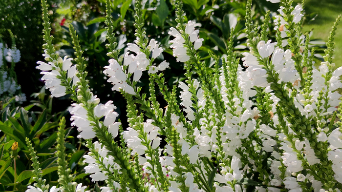  (. Physostegia)