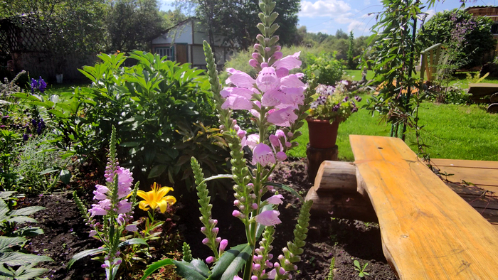  (. Physostegia)