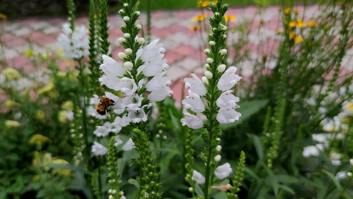  (. Physostegia)