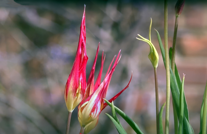    Tulipa acuminata.