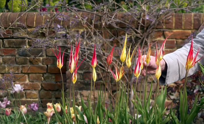    Tulipa acuminata.