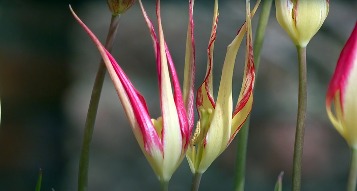    Tulipa acuminata.