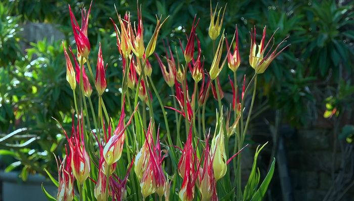    Tulipa acuminata.