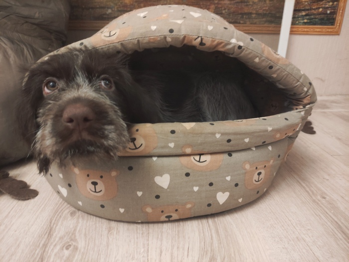 Отжала лежанку у чихуа