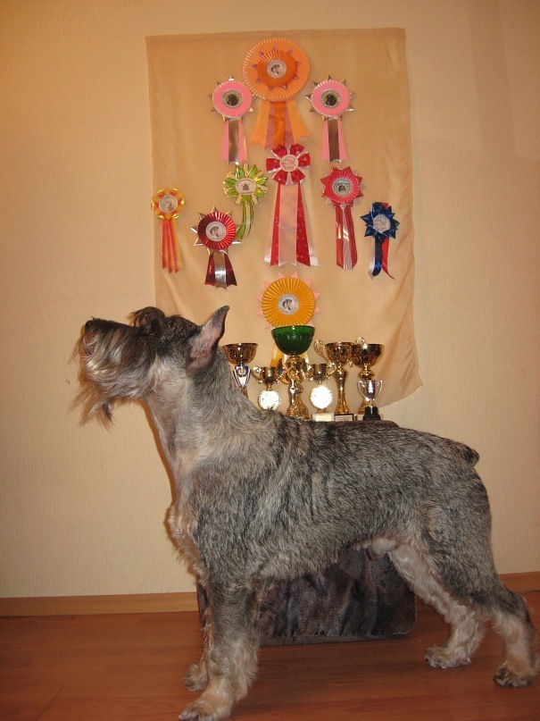 Миттельшнауцер, на пике славы.