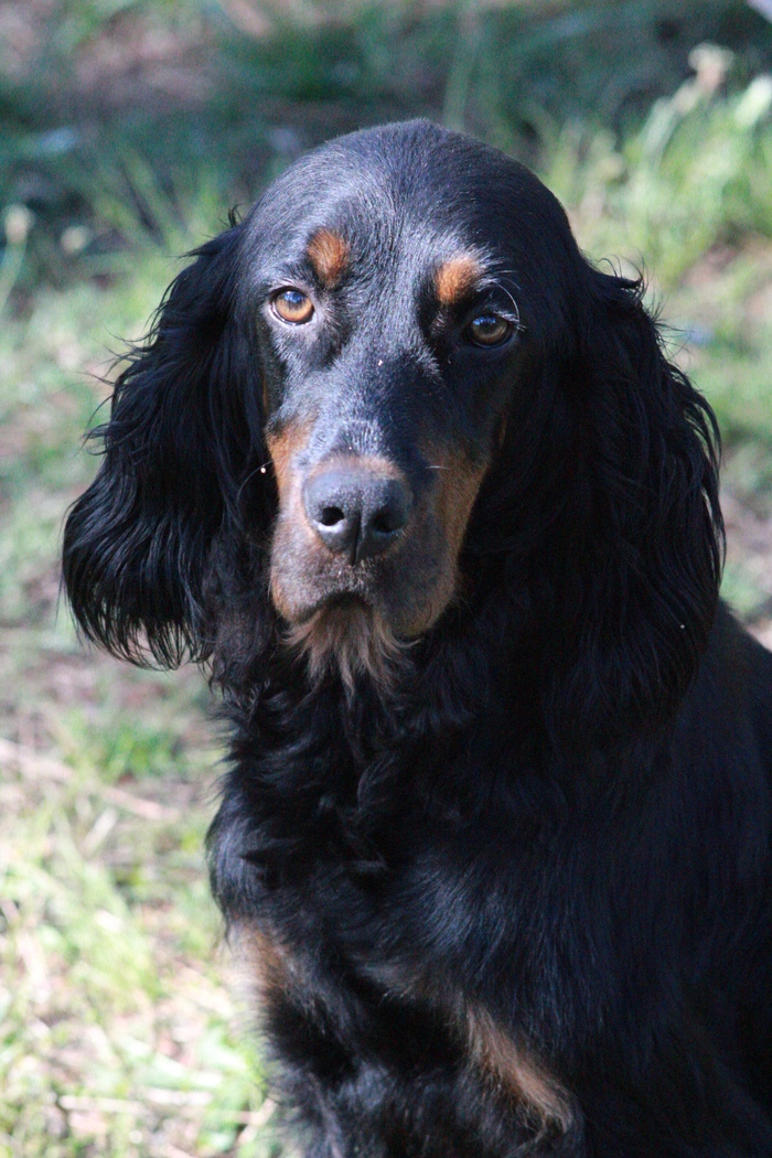 Вот такая собака привязалась ко мне Когда я уезжал, она бежала рядом с машиной, скулила, лаяла и пыталась остановить меня.Жуткая картина.