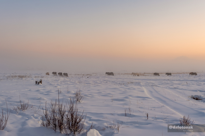 Якутские лошади ходят по замёрзшему болоту-озеру в поисках еды. Находят, едят, а сейчас куда-то возвращаются. Волосатые, им тепло. Может и холодно, не знаю, мне не жаловались.