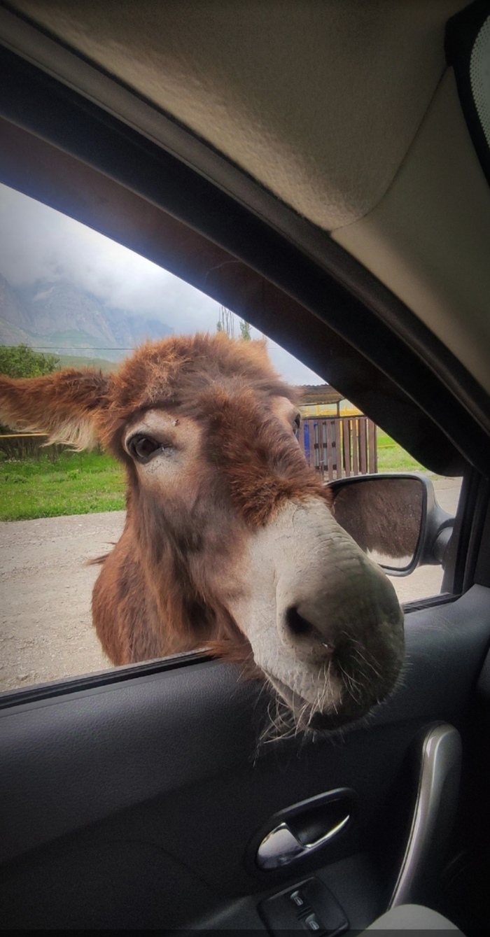 В надежде получить лакомство