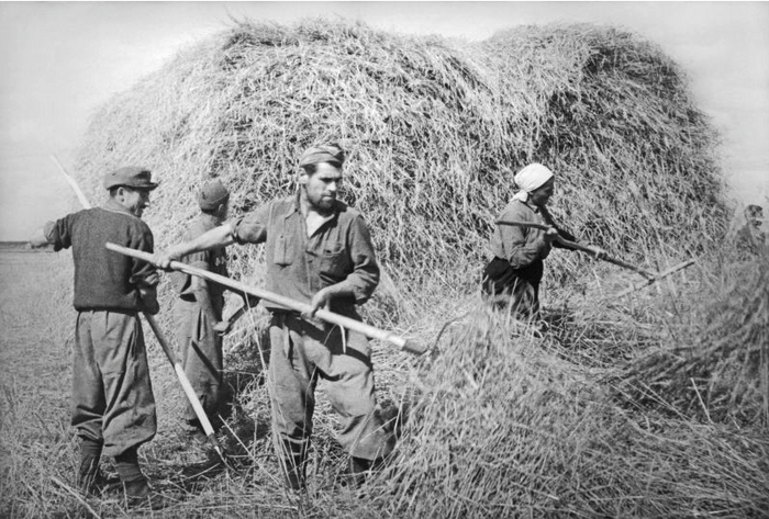 Итальянские военнопленные во время скирдования сена в колхозе имени Ленина (Сталинградская область)