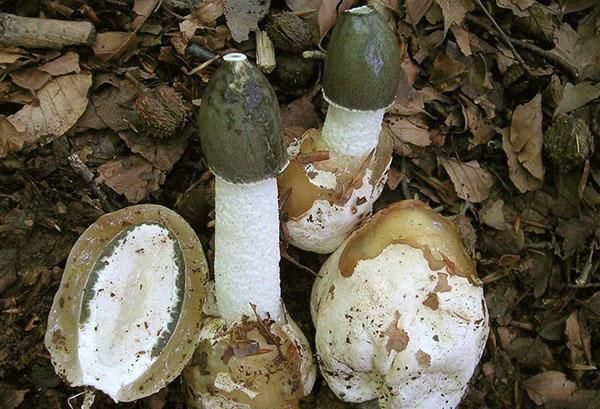   (Phallus impudicus) , , , Telegram (), 