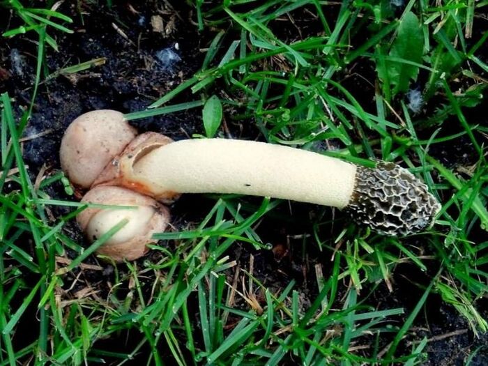   (Phallus impudicus) , , , Telegram (), 