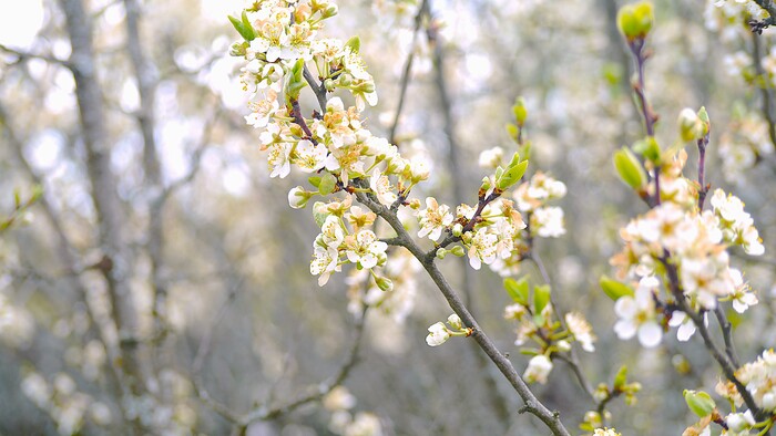 Немного весны