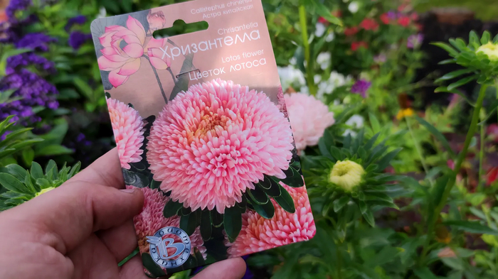 Хризантелла Цветок Лотоса