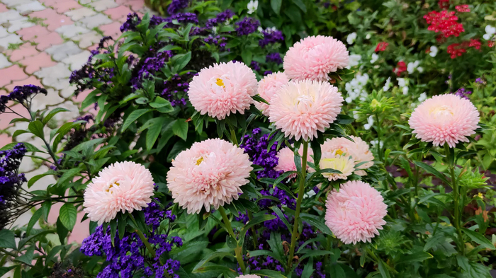 Хризантелла Цветок Лотоса