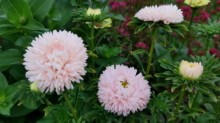 Хризантелла Цветок Лотоса