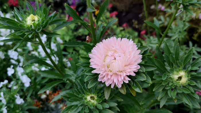 Хризантелла Цветок Лотоса