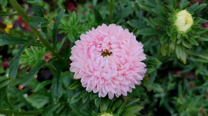 Хризантелла Цветок Лотоса