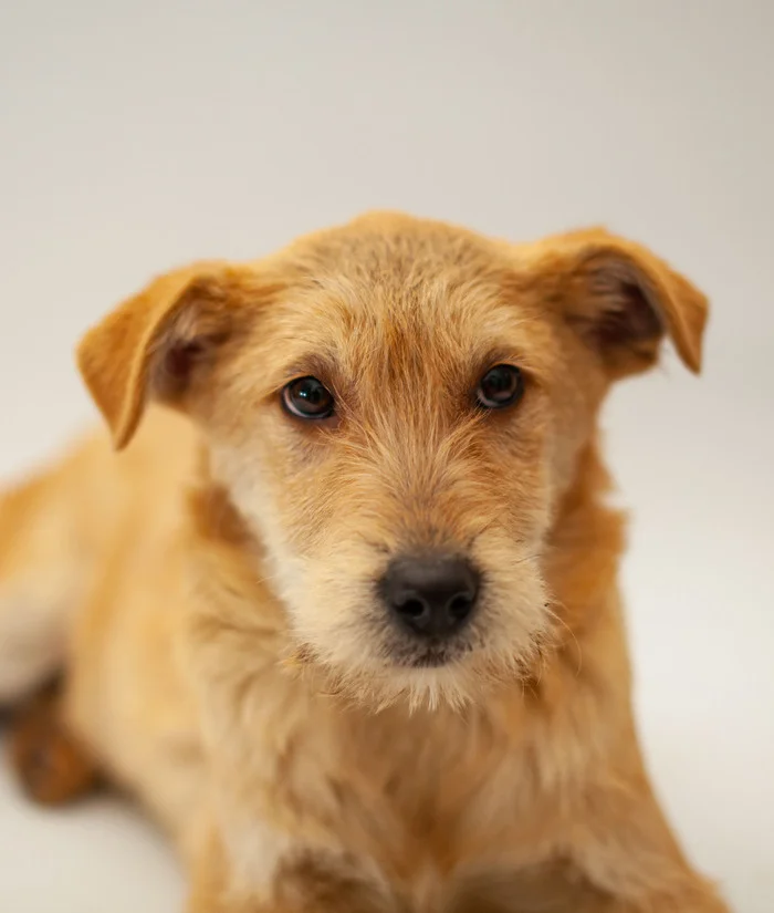 Businka. 5 months. Moscow. Will grow 20 kg. Will be a devoted friend. Take happiness into your home! Call, write to WhatsApp! 89773795810 Svetlana - My, In good hands, Dog, Homeless animals, Volunteering, Shelter