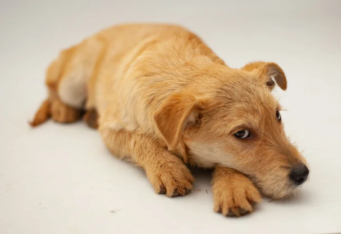 Businka. 5 months. Moscow. Will grow 20 kg. Will be a devoted friend. Take happiness into your home! Call, write to WhatsApp! 89773795810 Svetlana - My, In good hands, Dog, Homeless animals, Volunteering, Shelter
