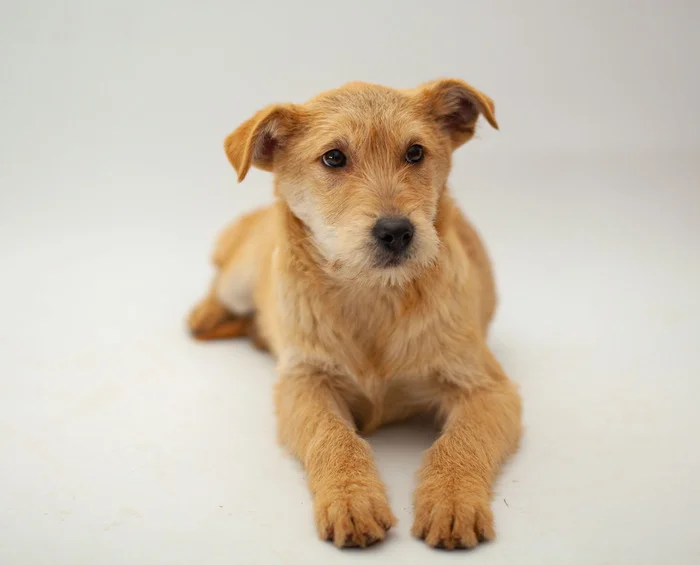 Businka. 5 months. Moscow. Will grow 20 kg. Will be a devoted friend. Take happiness into your home! Call, write to WhatsApp! 89773795810 Svetlana - My, In good hands, Dog, Homeless animals, Volunteering, Shelter