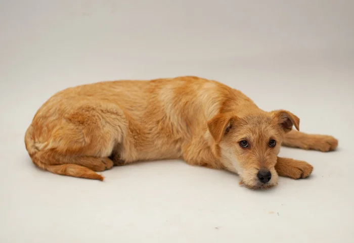 Businka. 5 months. Moscow. Will grow 20 kg. Will be a devoted friend. Take happiness into your home! Call, write to WhatsApp! 89773795810 Svetlana - My, In good hands, Dog, Homeless animals, Volunteering, Shelter