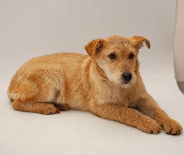 Businka. 5 months. Moscow. Will grow 20 kg. Will be a devoted friend. Take happiness into your home! Call, write to WhatsApp! 89773795810 Svetlana - My, In good hands, Dog, Homeless animals, Volunteering, Shelter