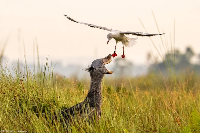 A grey-headed gull flies towards a whale-headed gull - Shoebill, Seagulls, Birds, Wild animals, wildlife, Africa, The photo