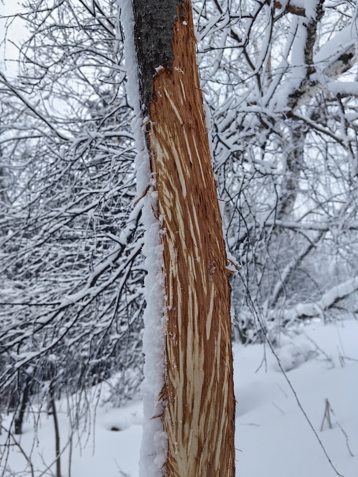 � ��� ���� ������� �� ������ ���� ���� (187 ����). ������ ������� ���� ����������