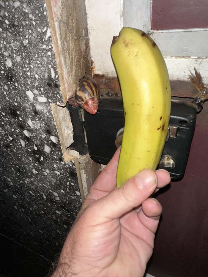 ТС постит банан для сравнения с крабом