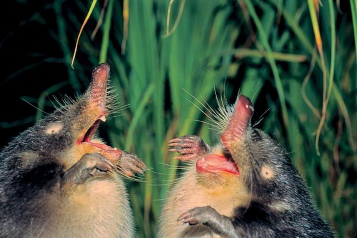 Выхухоли, или русские выхухоли, или хохули