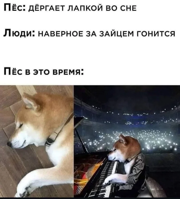 A dog's dream - Dream, Dog, Picture with text, Repeat