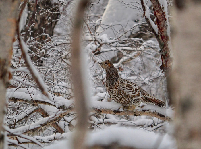 Самка каменного глухаря. Фото: Алексей Ознобихин