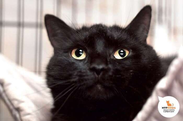 Кошка Блэра