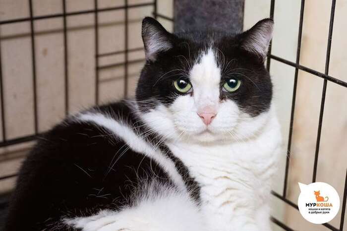 Кот Бонасьен