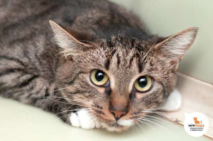 Котик Бруни