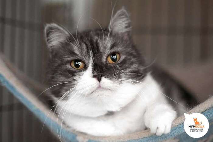 Кошка Дарсенька