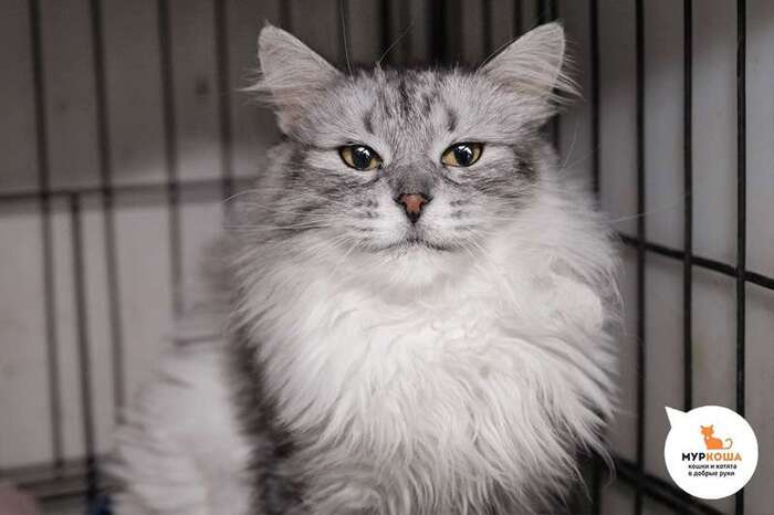 Кошка Изюмка