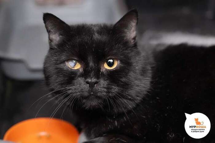 Кот Иркутск