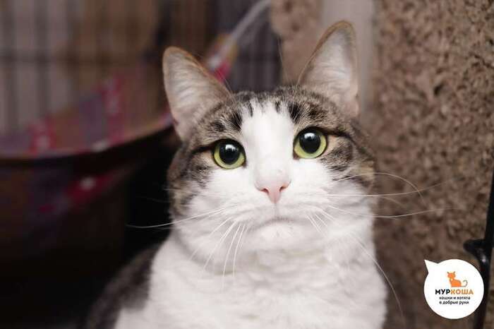 Кошка Леди баг