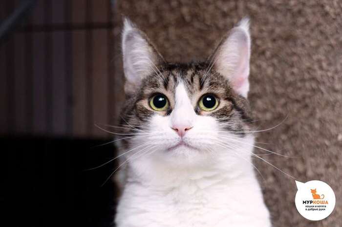 Кошка Рукавичка