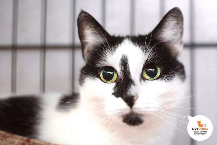 Кошка Трикки