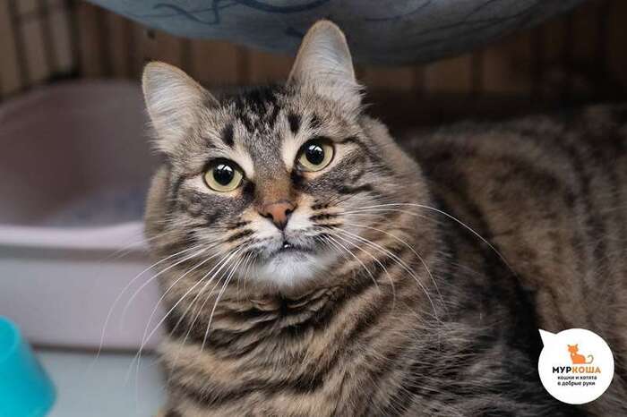 Кошка Устинья