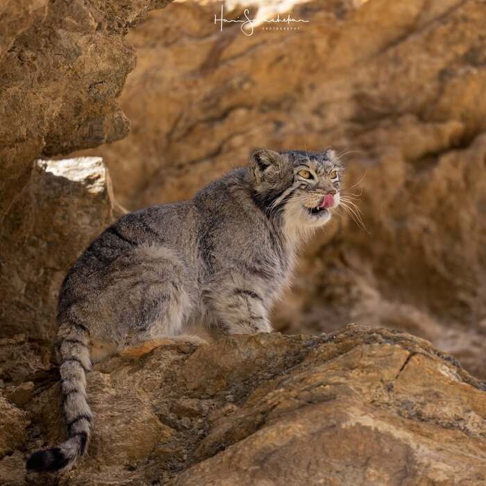 Кормящая мать