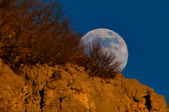 Луна спряталась за кустиком )