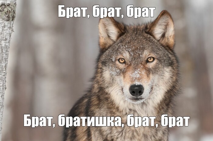 Брат, брат