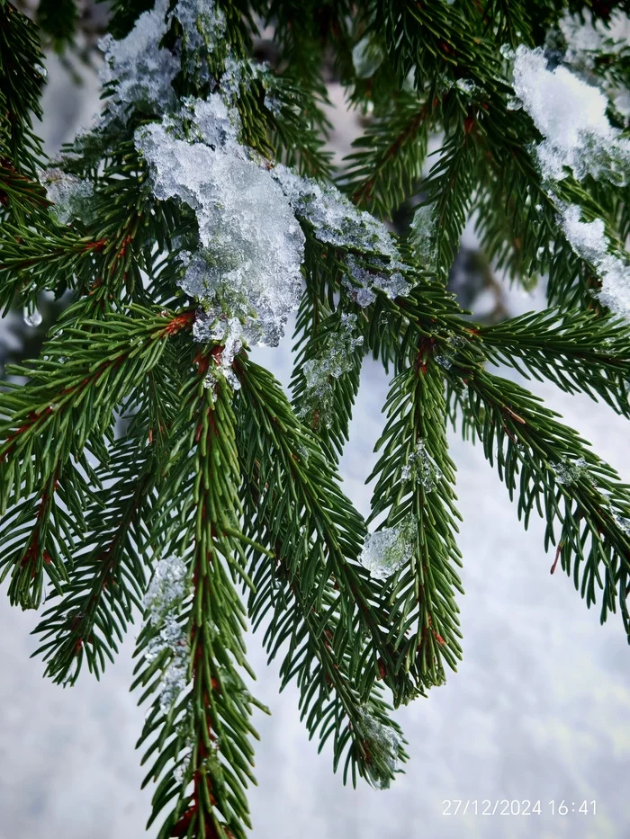 Reply to the post Winter Photo Contest on Pikabu - Longpost, Reply to post, A wave of posts, The photo, Tucked away in 2024, Competition, Peekaboo, New Year, My