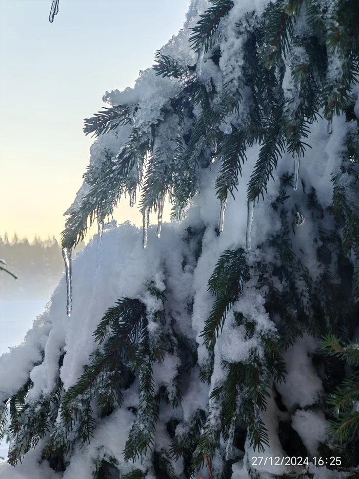 Reply to the post Winter Photo Contest on Pikabu - Longpost, Reply to post, A wave of posts, The photo, Tucked away in 2024, Competition, Peekaboo, New Year, My