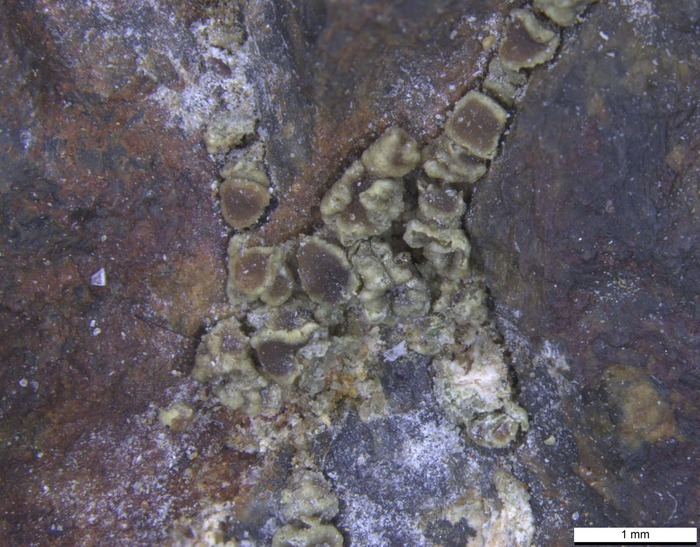 Андрейбулахит, снимок был сделан с помощью микроскопа.