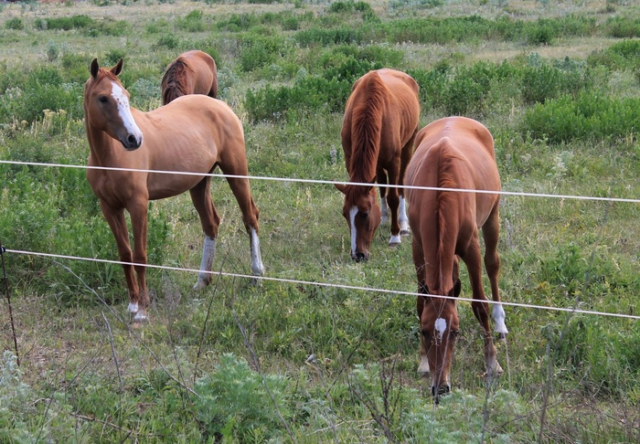 Посёлок Новонатальин Ростовская область)